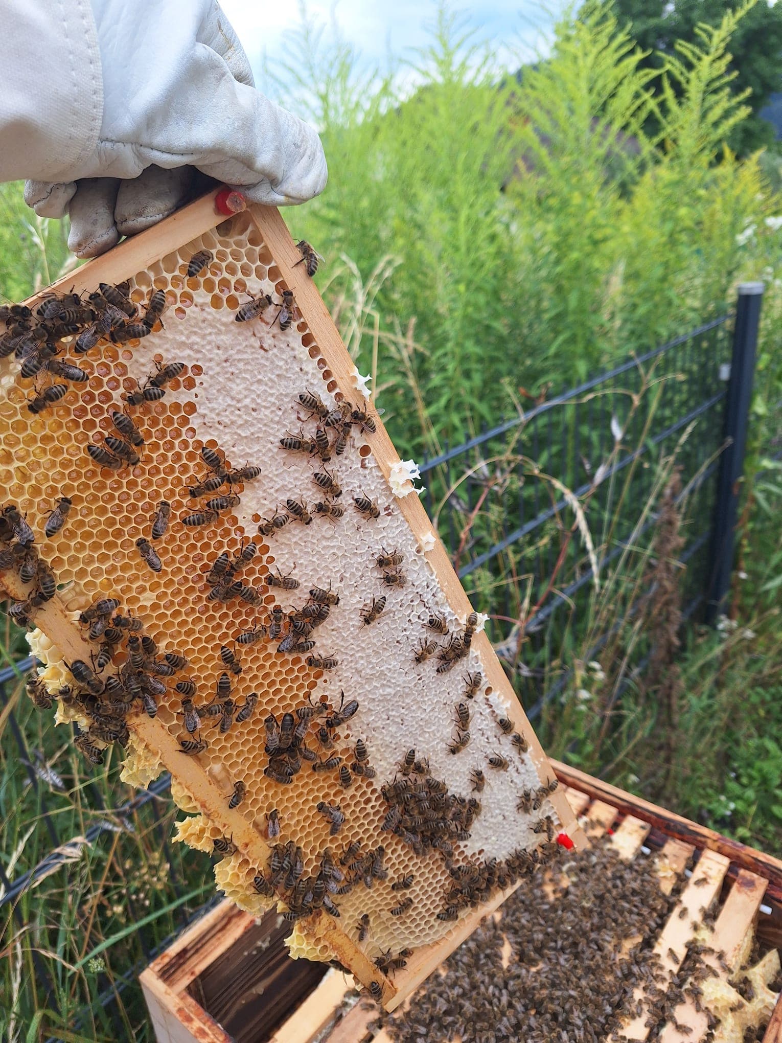 Geschnittene Honigwabe auf Brett